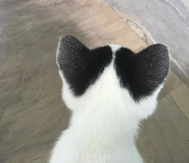 Gato con orejas de corazón