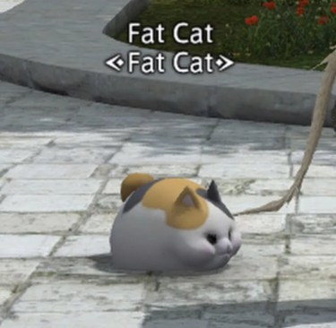 foto de perfil del gato gordo
